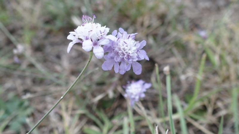 Cephalaria transsylvanica / Vedovina maggiore